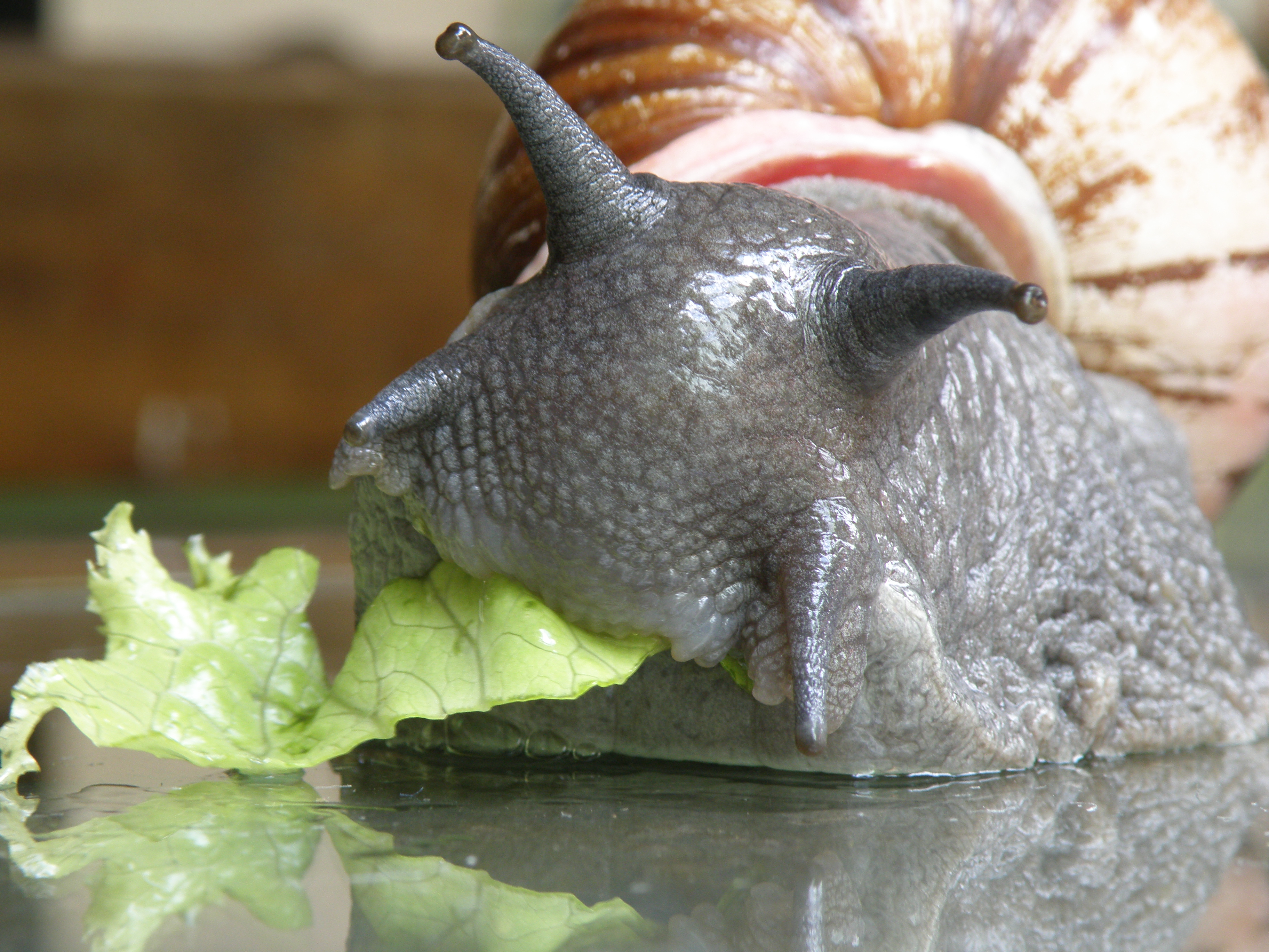 Brazilian_Snail.jpg