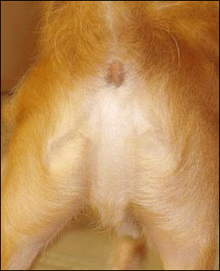 jesus_dog_ass.jpg