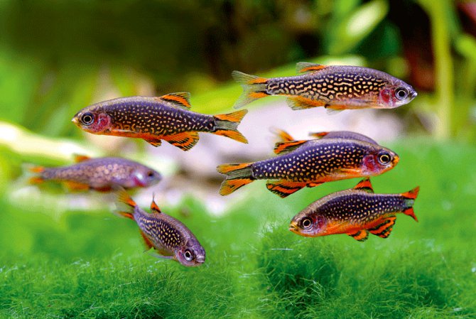 Galaxy+Rasbora+2.jpg