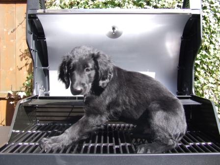 todd-flat-coated-retriever-puppy-barbecue_comp.jpg