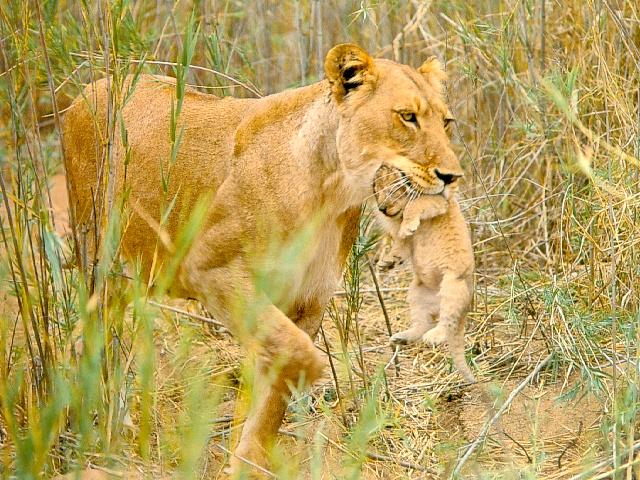 afwld081-Lioness-Mom_Carrying_Baby-InMouth.jpg
