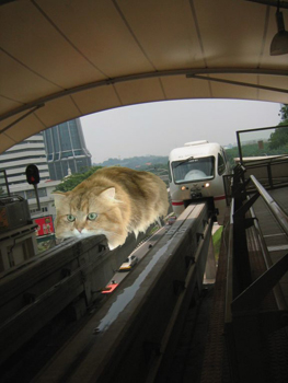 monorail_cat-350.jpg