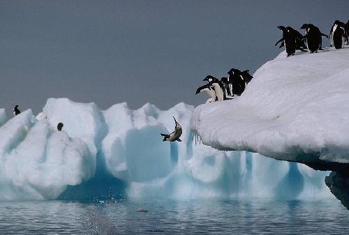 penguin-jump-500.jpg