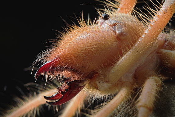 Galeodes-camel-spider.jpg
