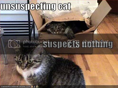 unsuspectingcat-1.jpg