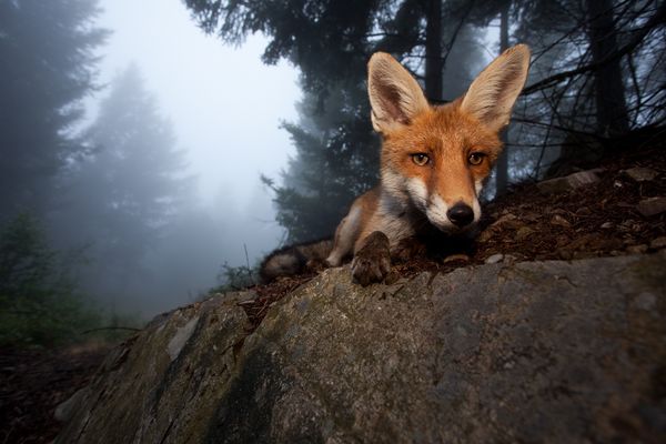 veolia-best-environmental-nature-pictures-fox_42866_600x450.jpg