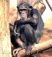 2002-04-15-chimp.jpg