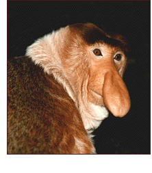 proboscis-monkey.gif