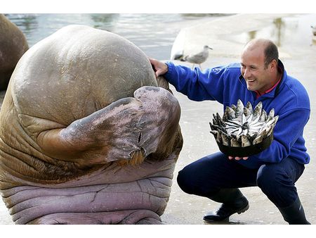 happy-birthday-seal-fish-walrus,N-5-228929-13.jpg