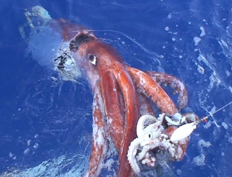 061222-giant-squid.jpg
