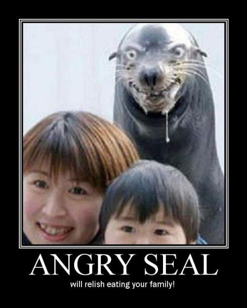angry-seal.jpg