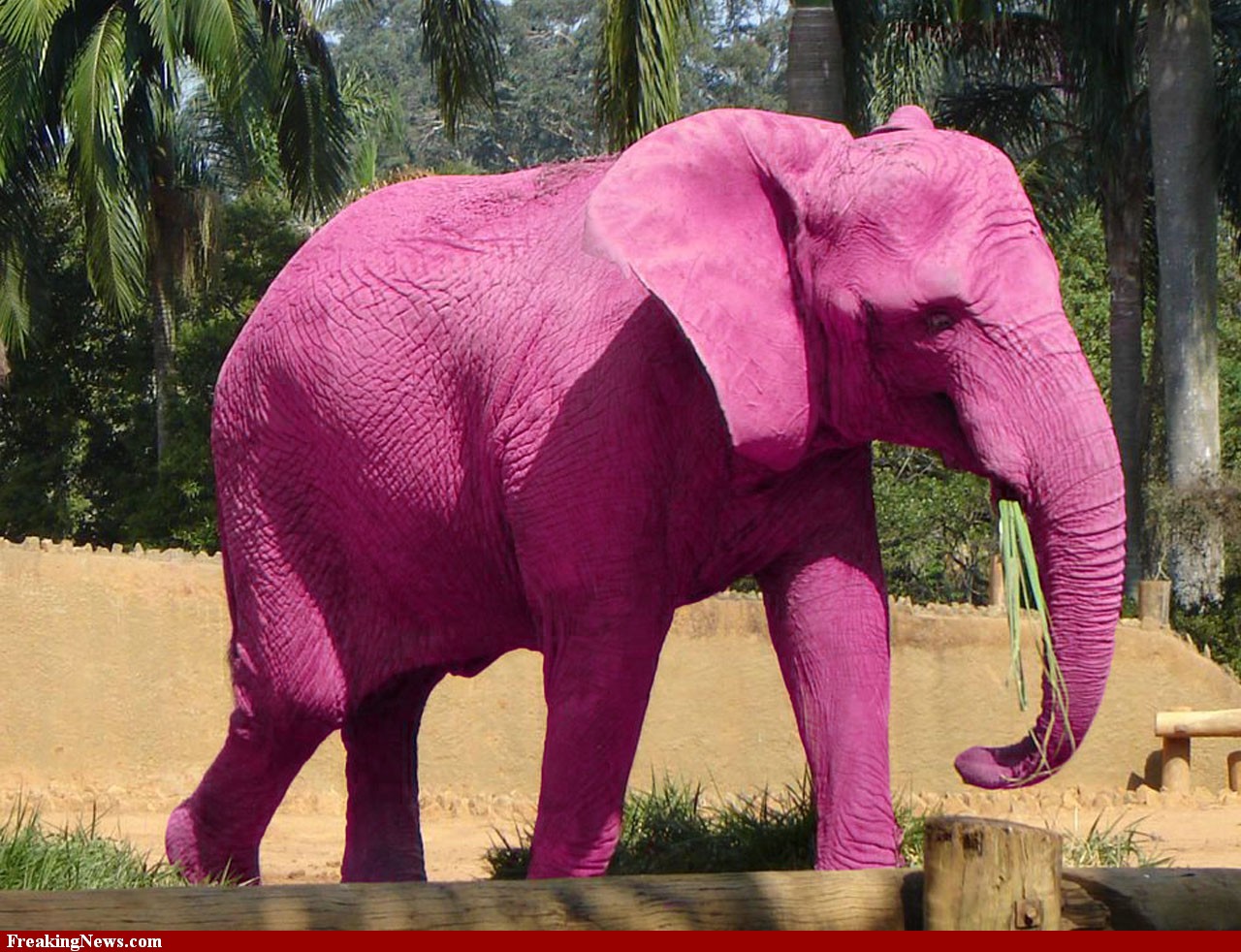 pink-elephant-733153.jpg