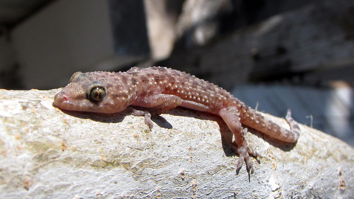 01-mediterranean-house-gecko.jpg