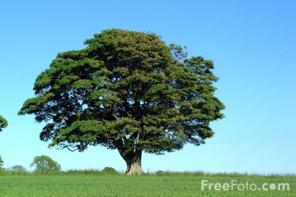 15_19_11---Sycamore-Tree--Northumberland_web.jpg
