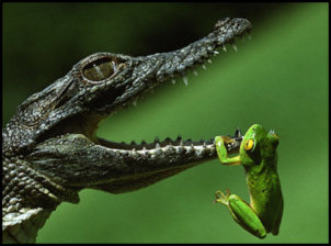 frog_crocodiles_sm.jpg