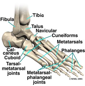 foot-bones-joints.jpg