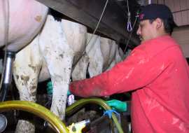 milking_cows.jpg