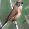Linnet