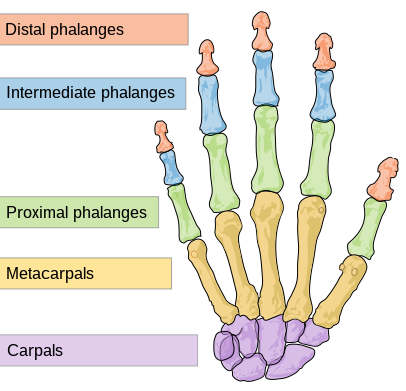 406px-Scheme_human_hand_bones-en.svg.png