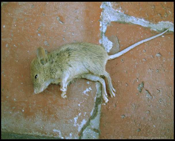 09-dead-mouse.jpg